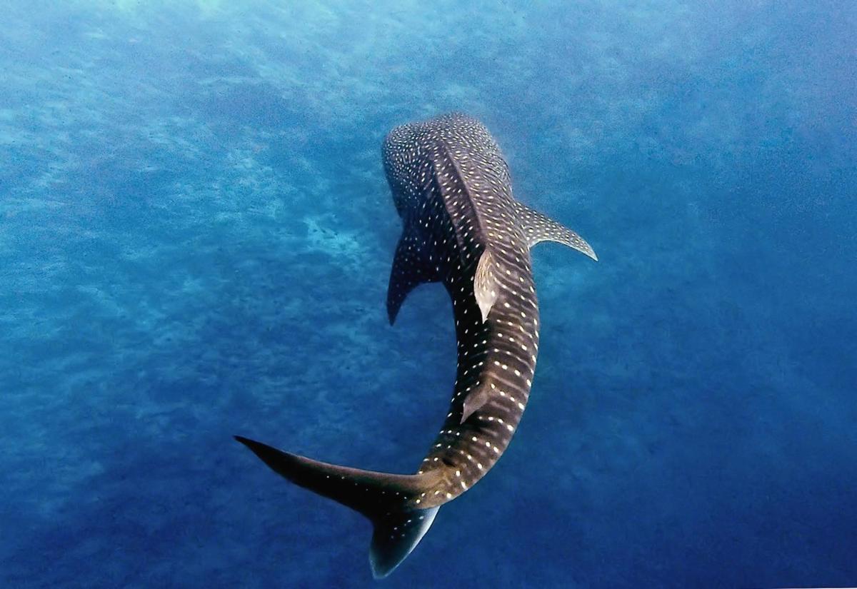 Manta Reserve Maalhos  Extérieur photo